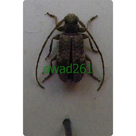 Exocentrus punctipennis Mulsant et Guillebeau, 1856 Bierka wiązowa